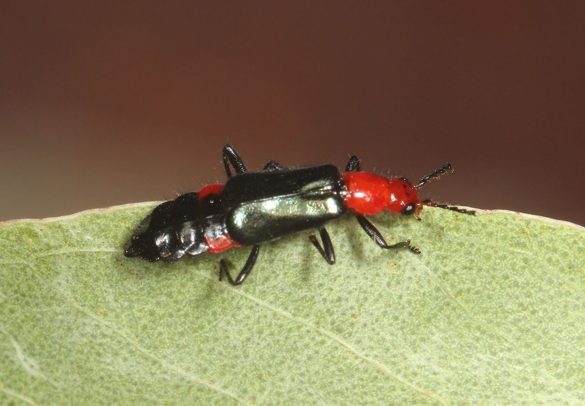 Pollen Beetle (Melyridae)  Australia,Geotagged,Melyridae,Summer