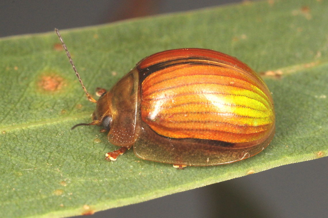 Parosistena hectica This beetle was found in moderate numbers on a small stand of white sallee (snow gum) at this peak of the blue mountains.   Usually entirely green or yellow/green, the golden markings on this specimen is interesting.   Australia,Geotagged,Paropsisterna hectica,Summer