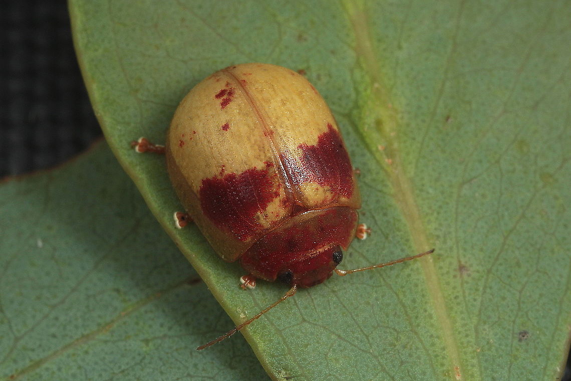 Paropsisterna interstitialis Found on narrow leafed messmate.  Rare.  Australia,Geotagged,Paropsisterna,Paropsisterna interstitialis,Summer