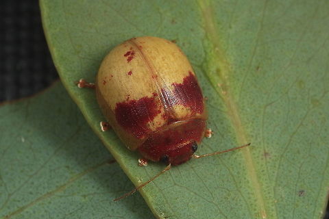 Paropsisterna interstitialis Found on narrow leafed messmate. Rare. Australia,Geotagged,Paropsisterna,Paropsisterna interstitialis,Summer
