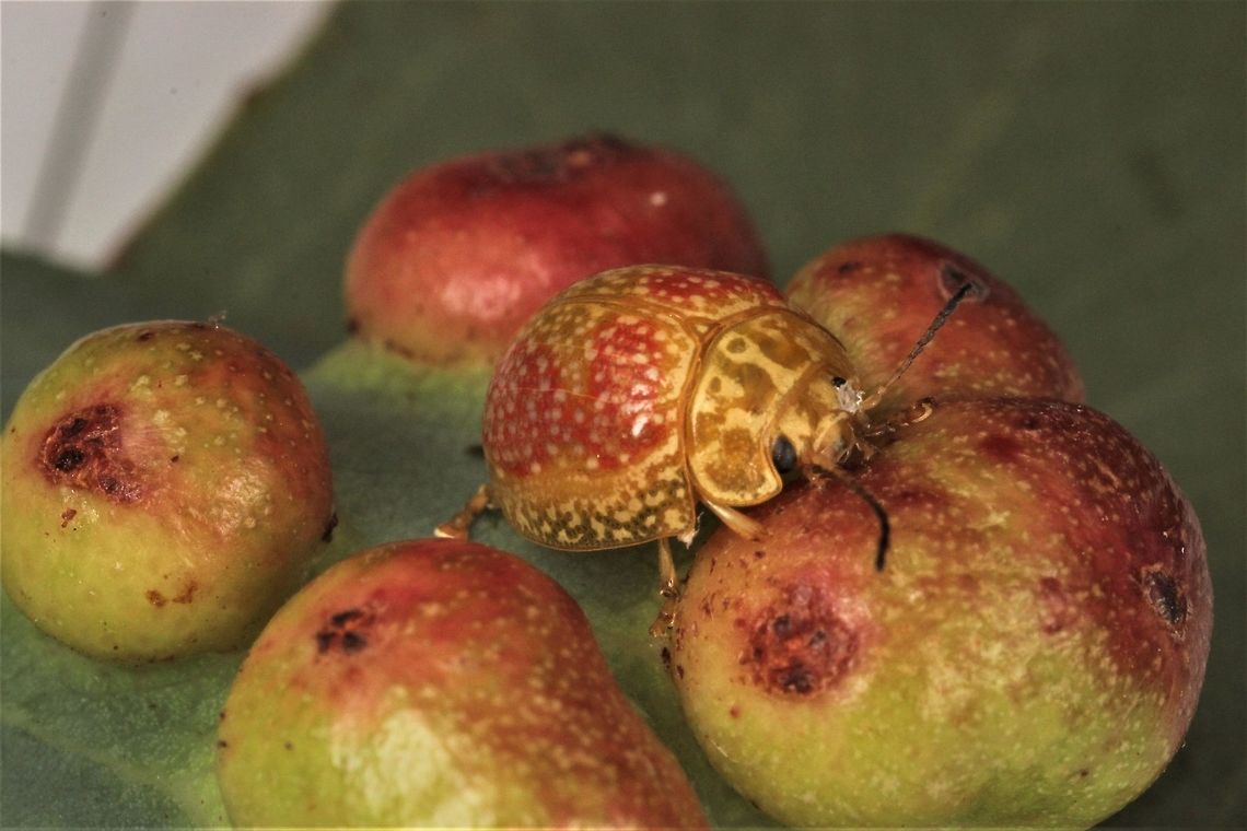 Paropsisterna fastidiosa looking for friends.  Australia,Geotagged,Paropsisterna,Paropsisterna fastidiosa,Summer