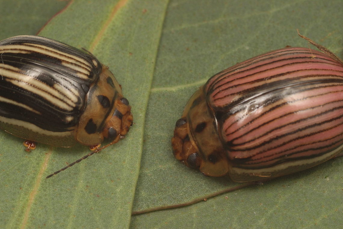 beetle in both yellow and pink forms Last month only yellow ones were to be found.  <br />
I cannot explain why most of them are now pink.   Australia,Geotagged,Paropsisterna,Paropsisterna insignita,Summer