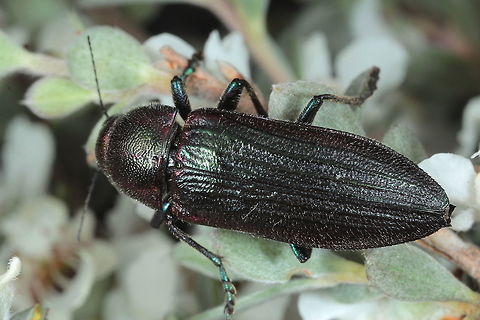 Neobuprestis frenchi This specimen was found by Geoff Walker in the alpine region of Victoria on flowering tea tree.    Australia,Geotagged,Neobuprestis frenchi,Summer