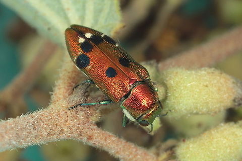 Neospades cuprifera This specimen was found in numbers by Simon Ong of Kununurra which he sent to us for ID.  This remote part of Australia has some locally unique species.   Australia,Geotagged,Neospades cuprifera,Summer,neospades