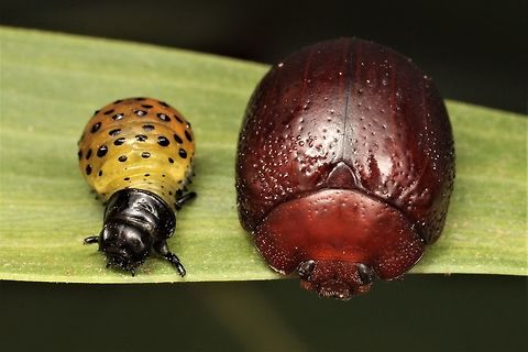 Beetle with late instar larva.  Australia,Dicranosterna picea,Fall,Geotagged,dicranosterna