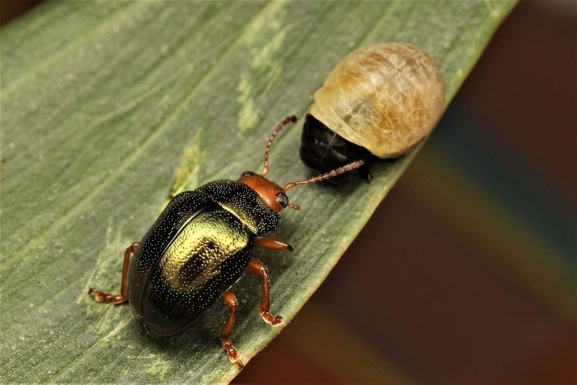 Calomela ruficeps leaf beetle with larva  Australia,Calomela pulchella,Calomela ruficeps,Fall,Geotagged,calomela