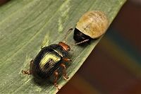 Calomela ruficeps leaf beetle with larva  Australia,Calomela pulchella,Calomela ruficeps,Fall,Geotagged,calomela