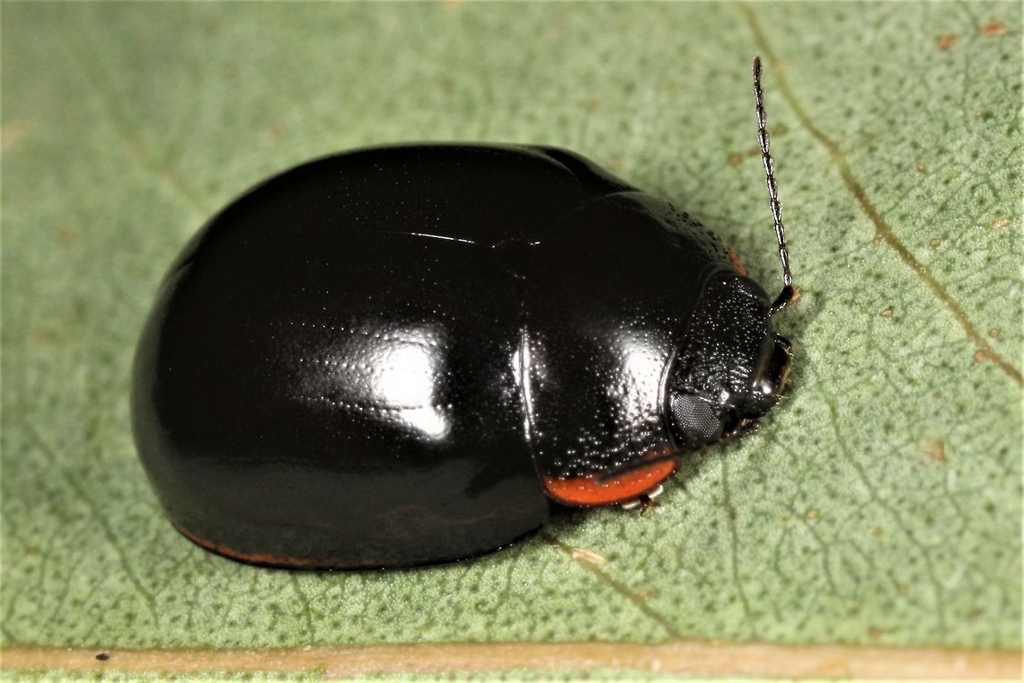 Paropsisterna sp. Undescribed species with a narrow distribution in South Queensland.  The red margin extends around the entire perimeter and it is likely to be the model for the variable and mimetic species, Paropsisterna nigerrima (var.) nigerrima <br />
<figure class="photo"><a href="https://www.jungledragon.com/image/37391/paropsisterna_nigerrima_var._nigerrima.html" title="Paropsisterna nigerrima (var.) nigerrima"><img src="https://s3.amazonaws.com/media.jungledragon.com/images/2776/37391_thumb.JPG?AWSAccessKeyId=05GMT0V3GWVNE7GGM1R2&Expires=1769040010&Signature=B5mdYX38V%2BjNae%2Bx2ZnAaca27Mk%3D" width="200" height="152" alt="Paropsisterna nigerrima (var.) nigerrima This leaf beetle was found under bark of a swamp gum.  It is sometimes entirely black but this cute specimen has a lateral margin in red.    Australia,Geotagged,Paropsisterna,Paropsisterna nigerrima,Spring" /></a></figure>  Australia,Fall,Geotagged,Paropsisterna