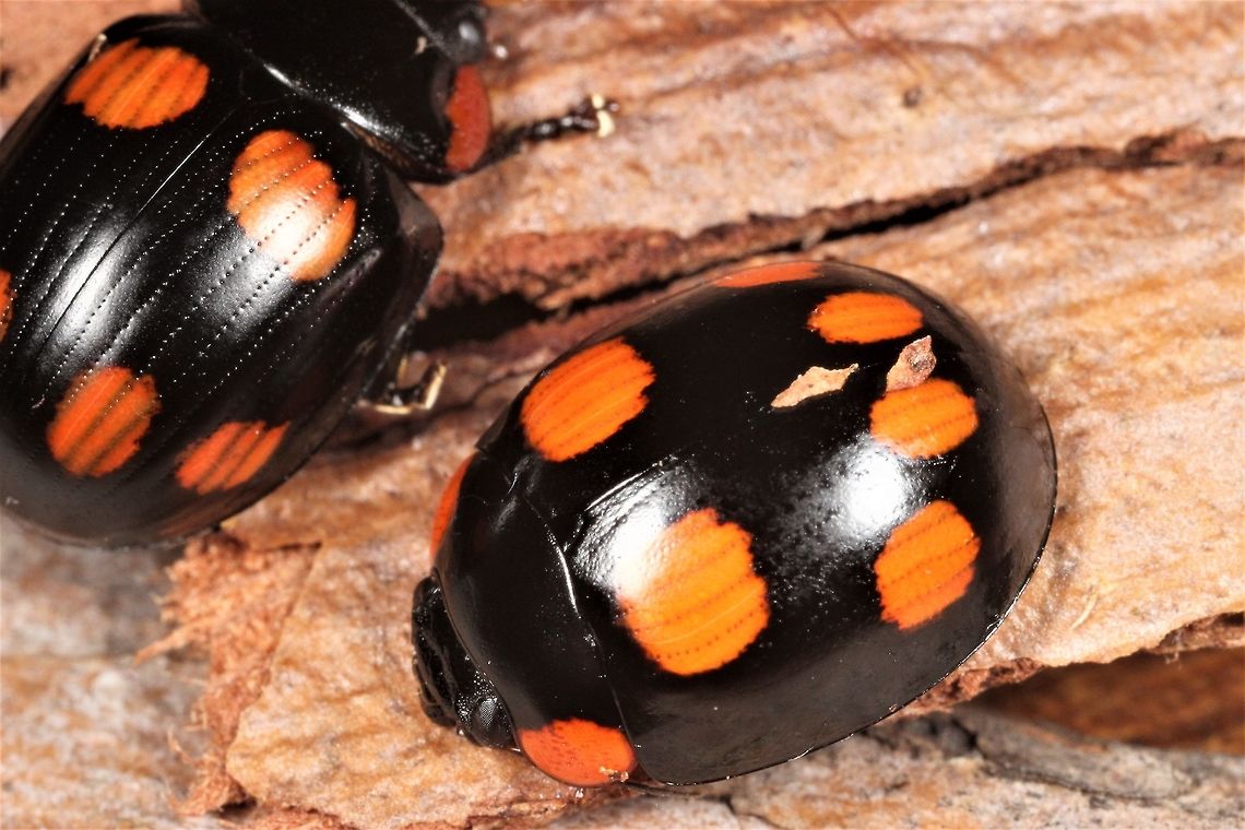 Who is who?  Paropsisterna sexpustulata Can you see the difference?   Paropsisterna sexpustulata has glossy elytra but Paropsisterna nigerrima (var.) picta has ten rows of coarse puncturations on each elytron.   This is another model species for the mimetic Paropsisterna nigerrima.   Australia,Fall,Geotagged,Paropsisterna,Paropsisterna nigerrima,Paropsisterna sexpustulata