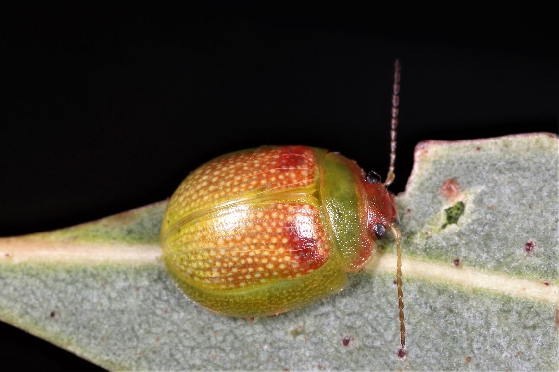 Paropsisterna sp. This green beetle is locally common. The red infusion of the elytra is sometimes very strong. Its distinctive features are an unmarked pronotum, red head, and pale antennae. The species name is lost but almost certainly already described. It occurs in Tasmania, Victoria, WAust, and probably SAust. and NSW. Australia,Geotagged,Winter,paropsisterna