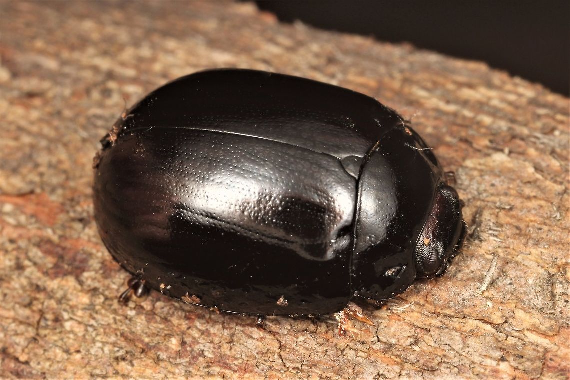 Paropsisterna morio - male This beetle is about 10mm.  It is entirely shiny but is seen under magnification to have moderate sized puncturations along ten series on each elytron.  The interstitial spaces also have puncturation almost as large.  They hide under bark in the daytime.   Common in the southern half of Australia but there are several other species that look almost identical in Queensland.     Australia,Geotagged,Paropsisterna morio,Winter,paropsisterna