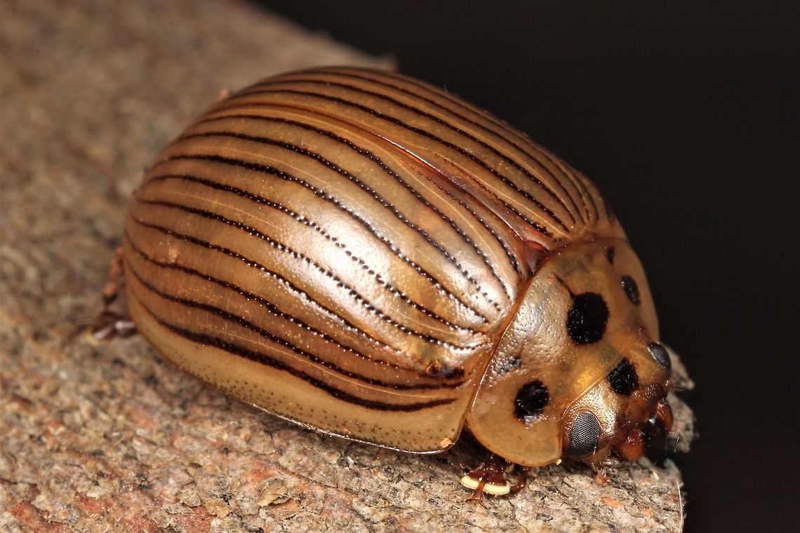 Paropsisterna intacta This golden beetle in the pinstripe suit seems to have an additional pair of eyes on the pronotum.  It is common under bark of several species of Eucalyptus over the southern half of the continent.   Australia,Eucalyptus leaf beetle,Geotagged,Paropsisterna intacta,Winter,paropsisterna