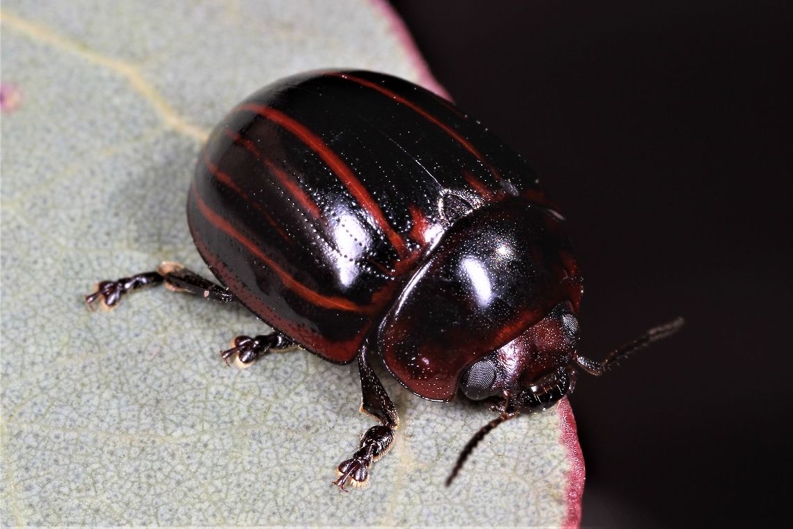 Paropsisterna nigerrima Paropsisterna nigerrima is a very variable leaf beetle found in all states except Tasmania.  Australia,Geotagged,Paropsisterna nigerrima,Winter