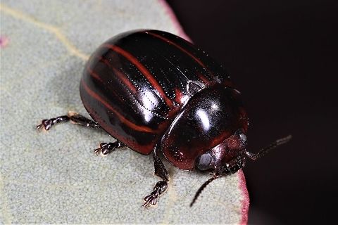 Paropsisterna nigerrima Paropsisterna nigerrima is a very variable leaf beetle found in all states except Tasmania.  Australia,Geotagged,Paropsisterna nigerrima,Winter