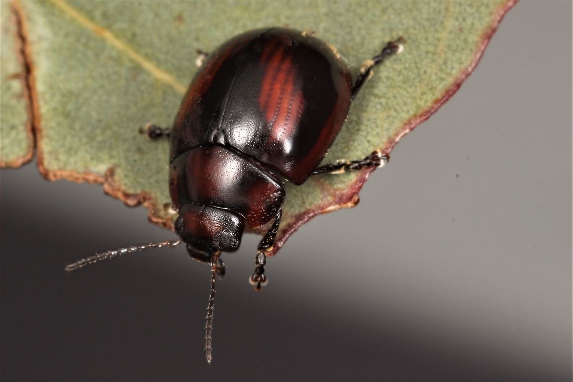 Paropsisterna erudita This spectacular beetle has chevron pattern across its elytra.  It is endemic to Victoria and quite common in the red Ironbark forest habitat of the Brisbane Ranges National Park.  This winter specimen was hibernating under bark but is sometimes found on foliage in the summer months.   Australia,Geotagged,Paropsisterna erudita,Winter.paropsisterna