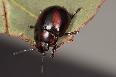 Paropsisterna erudita This spectacular beetle has chevron pattern across its elytra.  It is endemic to Victoria and quite common in the red Ironbark forest habitat of the Brisbane Ranges National Park.  This winter specimen was hibernating under bark but is sometimes found on foliage in the summer months.   Australia,Geotagged,Paropsisterna erudita,Winter.paropsisterna