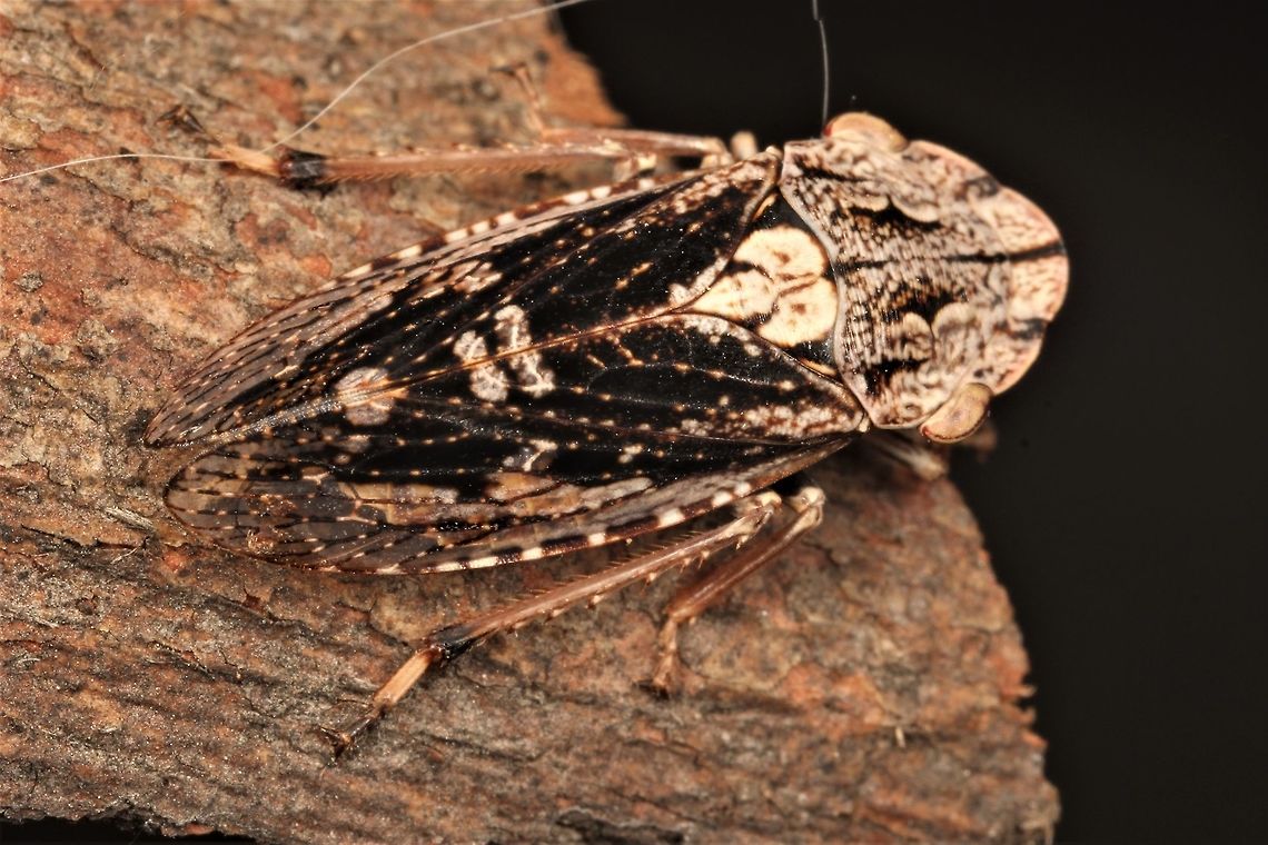 Stenocotis depressa Flathead leafhopper  Australia,Flathead Leafhopper,Geotagged,Stenocotis depressa,Winter