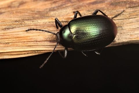 Darkling Beetle   Moorooduc Sep17 This photogenic beetle is found under bark.  This genus is always metallic green or purple with perfectly symmetrical puncturation series.   There are many species in this genus and I do not expect to find the species name.   Amarygmini,Australia,Beetle,Chalcopteroides,Chalcopterus beetle,Coleoptera,Darkling Beetle,Geotagged,Tenebrionidae,Winter