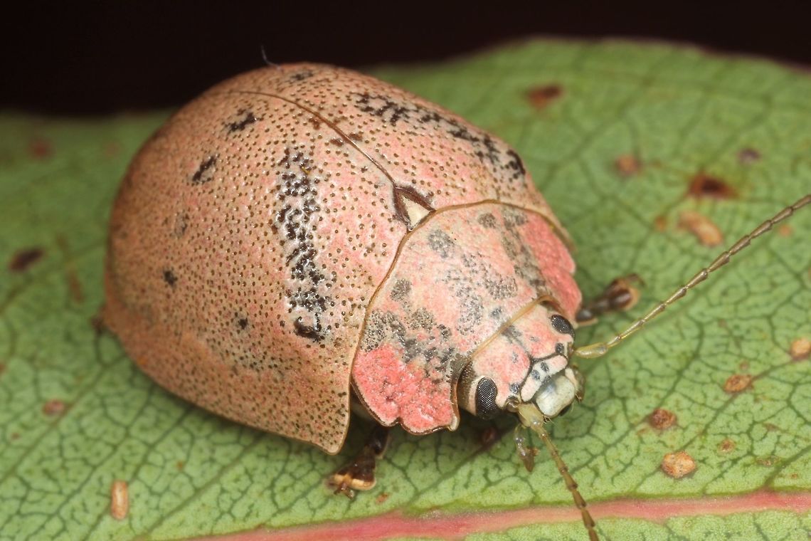 Paropsis latona A large species of Paropsis endemic to Western Australia Australia,Geotagged,Paropsis latona,Winter,paropsis