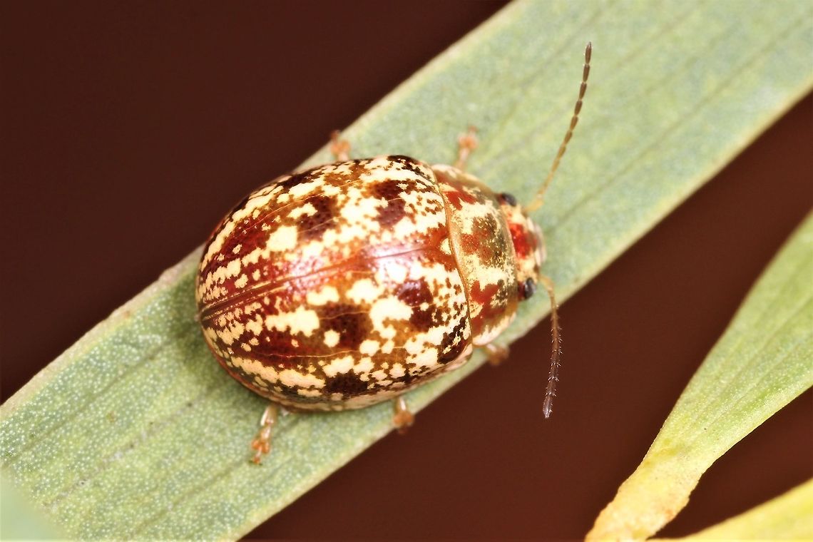 Paropsis sp. (undescribed) on Acacia This is a tiny representative of the Paropsis genus and is allied to another tiny species in the eastern arid habitats.  The eastern species is caller Paropsis confusa.  These two species are not typical eucalyptus feeders and feeding on smaller leafed foliage might explain their smaller size. <br />
<figure class="photo"><a href="https://www.jungledragon.com/image/39498/paropsis_confusa.html" title="Paropsis confusa"><img src="https://s3.amazonaws.com/media.jungledragon.com/images/2776/39498_thumb.JPG?AWSAccessKeyId=05GMT0V3GWVNE7GGM1R2&Expires=1769040010&Signature=IYp8IDQTPlCj60yG4YEPq%2BGIrtw%3D" width="200" height="150" alt="Paropsis confusa A small Paropsis at about 7mm.  What is confusing?  This is found on Baekia plants in Western Victoria and much of South Australia.   Paropsis almost all feed on Eucalyptus.     Australia,Geotagged,Paropsisterna confusa,Summer,paropsis,paropsis confusa" /></a></figure> <br />
Paropsis confusa.   Australia,Geotagged,Winter,paropsis