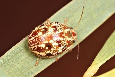 Paropsis sp. (undescribed) on Acacia This is a tiny representative of the Paropsis genus and is allied to another tiny species in the eastern arid habitats.  The eastern species is caller Paropsis confusa.  These two species are not typical eucalyptus feeders and feeding on smaller leafed foliage might explain their smaller size. 
https://www.jungledragon.com/image/39498/paropsis_confusa.html 
Paropsis confusa.   Australia,Geotagged,Winter,paropsis