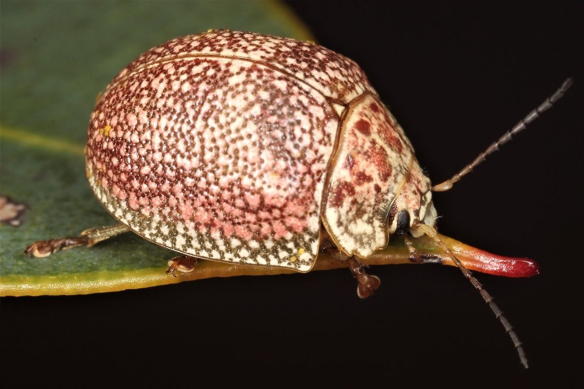 Paropsis blandina A large and common endemic Western Australian leaf beetle.  Australia,Geotagged,Paropsis blandina,Winter,paropsis