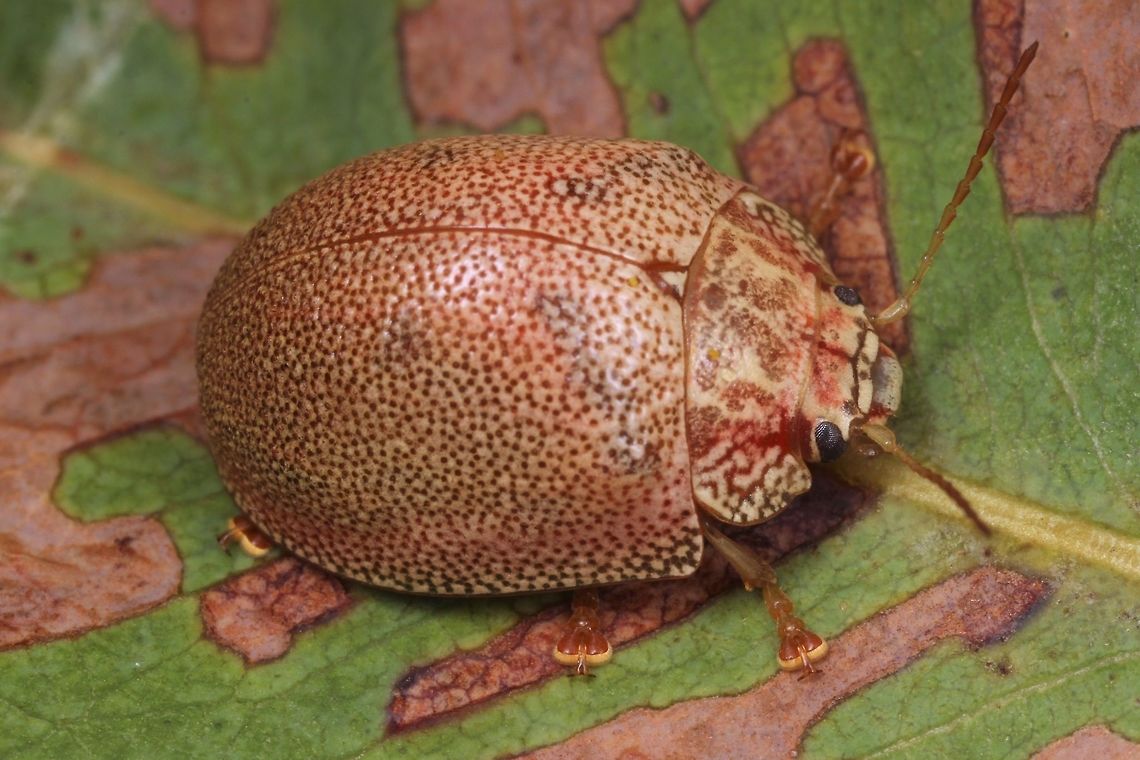 Paropsis elytrura A common beetle endemic to Western Australia and similar in form to Paropsis atomaria in the east.  <br />
<figure class="photo"><a href="https://www.jungledragon.com/image/36860/eucalyptus_leaf_beetle_paropsis_atomaria.html" title="Eucalyptus Leaf Beetle (Paropsis atomaria)"><img src="https://s3.amazonaws.com/media.jungledragon.com/images/2767/36860_thumb.jpg?AWSAccessKeyId=05GMT0V3GWVNE7GGM1R2&Expires=1759968010&Signature=jPFZB9h1xAWZOFa7QOPbSfwcJRc%3D" width="200" height="152" alt="Eucalyptus Leaf Beetle (Paropsis atomaria) A beautiful peach coloured beetle with a dome-shaped body. The elytra (hard wing covers) were covered with minute pale spots. This female beetle was seen laying eggs - elongated pale pink structures at her rear. When these beetles are laying eggs they are very focused and are not easily perturbed.<br />
The eggs are arranged around the stem as can be seen in the next spotting:<br />
http://www.jungledragon.com/image/36861/eucalyptus_leaf_beetle_eggs_paropsis_atomaria.html Australia,Geotagged,Paropsis atomaria,Speckled eucalyptus leaf beetle,Spring,eggs,paropsis" /></a></figure><br />
Paropsis atomaria by Leuba.   Australia,Geotagged,Paropsis,Paropsis elytrura,Winter