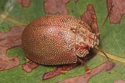 Paropsis elytrura A common beetle endemic to Western Australia and similar in form to Paropsis atomaria in the east.  
https://www.jungledragon.com/image/36860/eucalyptus_leaf_beetle_paropsis_atomaria.html
Paropsis atomaria by Leuba.   Australia,Geotagged,Paropsis,Paropsis elytrura,Winter
