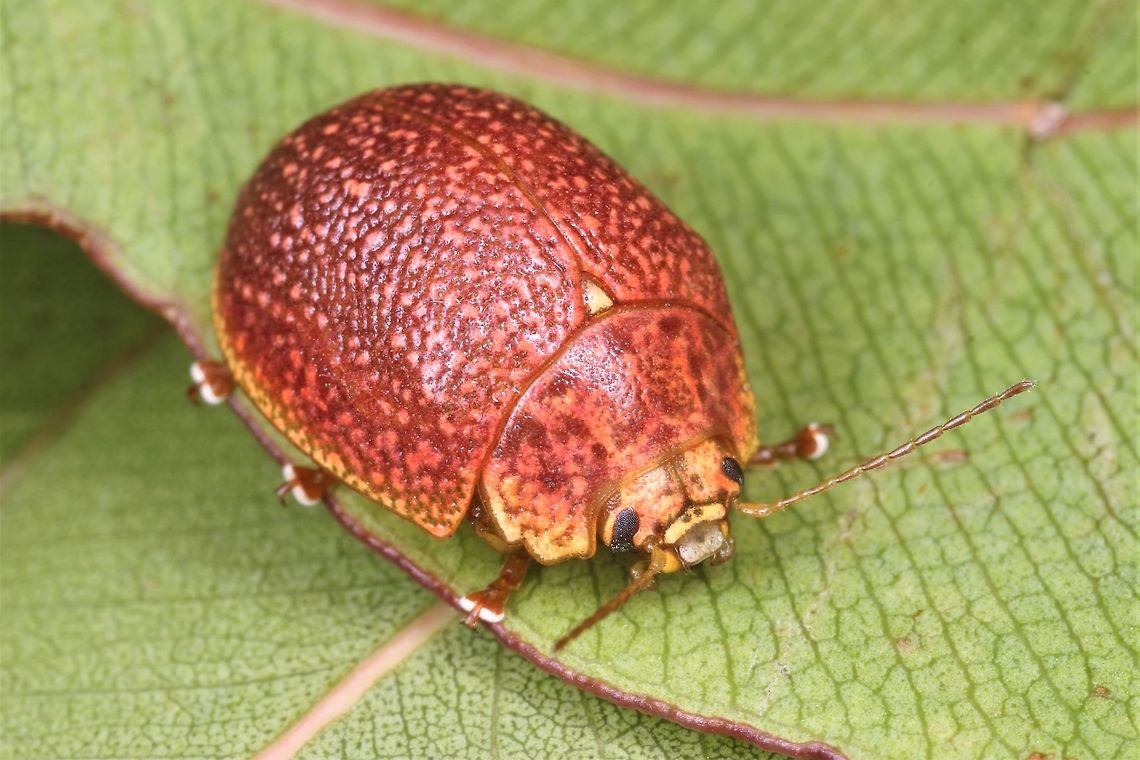 Paropsis sp. A scarce endemic beetle found on the southern tip of Western Australia.  The name will be published shortly.  <br />
It is allied to Paropsis bella on the east coast <figure class="photo"><a href="https://www.jungledragon.com/image/37115/beautiful_leaf_beetle_paropsis_bella.html" title="Beautiful Leaf Beetle (Paropsis bella)"><img src="https://s3.amazonaws.com/media.jungledragon.com/images/2776/37115_thumb.JPG?AWSAccessKeyId=05GMT0V3GWVNE7GGM1R2&Expires=1759968010&Signature=XDD2KT%2B%2BSUiHtr3NGGlYyaW0VkM%3D" width="200" height="152" alt="Beautiful Leaf Beetle (Paropsis bella) This bright red beetle has yellow lateral margins of the pronotum and skirt of the elytra.<br />
It seems scarce in Victoria and is brighter in color than the northern form of this species.  Australia,Geotagged,Paropsis bella,Summer,chrysomelidae,coleoptera,leaf beetle,paropsis" /></a></figure>  Australia,Geotagged,Winter,paropsis