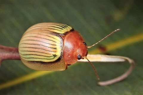 Paropsisterna basalis
