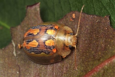 Paropsisterna debilis Paropsisterna debilis occurs only on the fertile region of SW Western Australia.  This small colorful beetle is allied to Paropsisterna nobilitata from the southeast coast of Australia.  In ancient times when Australia was trropical there was a single population but the drying of the interior has isolated two populations leading to speciation
 https://www.jungledragon.com/image/37161/paropsisterna_nobilitata.html 
Paropsisterna nobilitata from Victoria and Tasmania.    Australia,Geotagged,Paropsisterna,Paropsisterna debilis,Spring