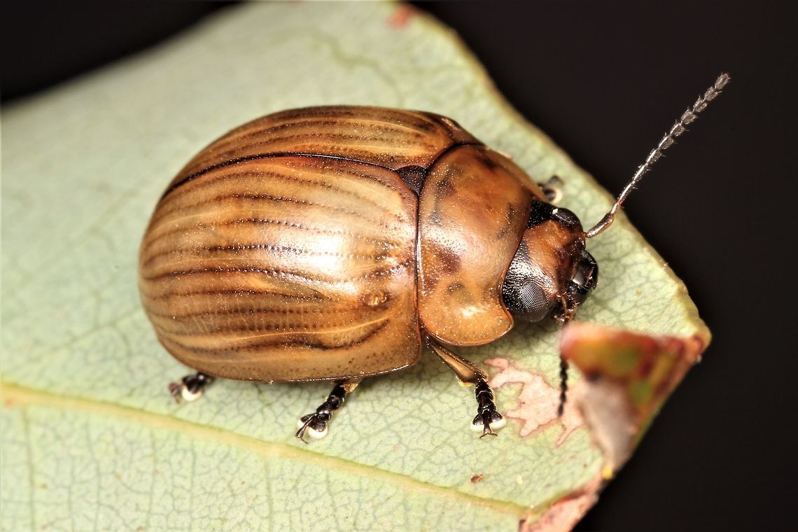Paropsisterna elliptica  Australia,Geotagged,Paropsisterna,Paropsisterna elliptica,Winter