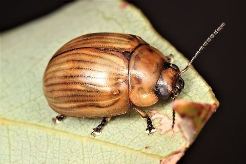 Paropsisterna elliptica