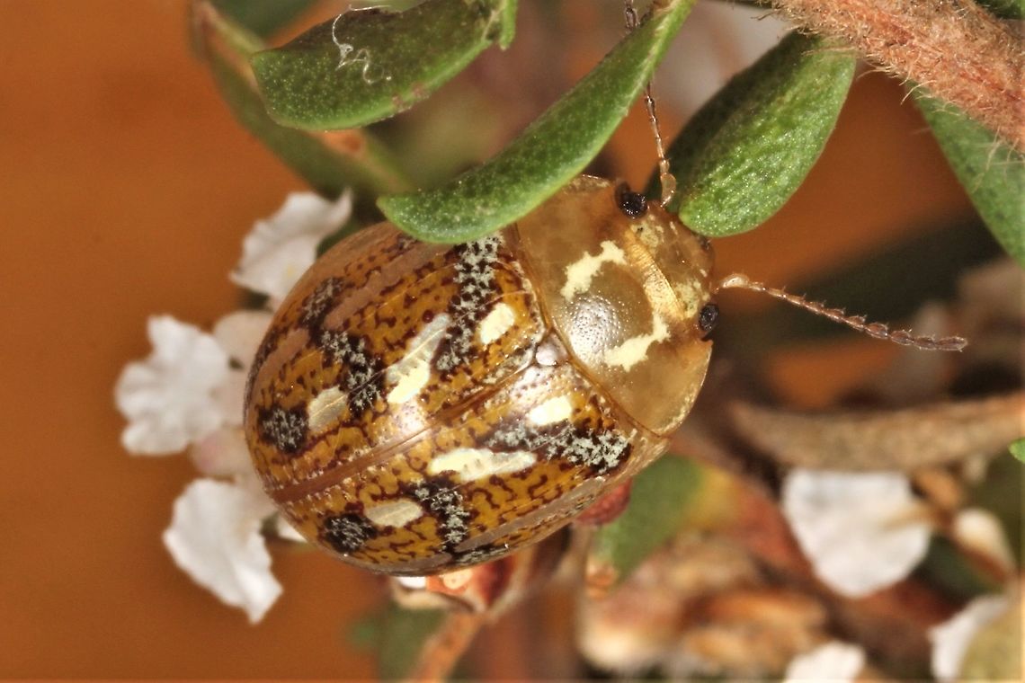 Paropsisterna galatea This anomolous member of the Paropsisterna genus is found on Leptospermum instead of the usual eucalyptus.  In the east of the nation another species with somewhat similar elytral patterns also has transitioned to this unlikely foodplant. <br />
<figure class="photo"><a href="https://www.jungledragon.com/image/39870/paropsisterna_obliterata.html" title="Paropsisterna obliterata"><img src="https://s3.amazonaws.com/media.jungledragon.com/images/2776/39870_thumb.jpg?AWSAccessKeyId=05GMT0V3GWVNE7GGM1R2&Expires=1759968010&Signature=Qw60G%2ByjvZKSzgAHE9YpsgtglPs%3D" width="200" height="134" alt="Paropsisterna obliterata A small paropsisterna being one of few that feed on Kunzea and Leptospermum.  <br />
This species complex ranges from WA to NSW and probably includes four species, two in WA and one in each of  Victoria and NSW.  <br />
 Australia,Geotagged,Paropsisterna,Paropsisterna obliterata,Spring" /></a></figure><br />
Paropsisterna obliterata from Victoria on its tea tree foodplant. <br />
 Australia,Geotagged,Paropsisterna,Paropsisterna galatea,Winter