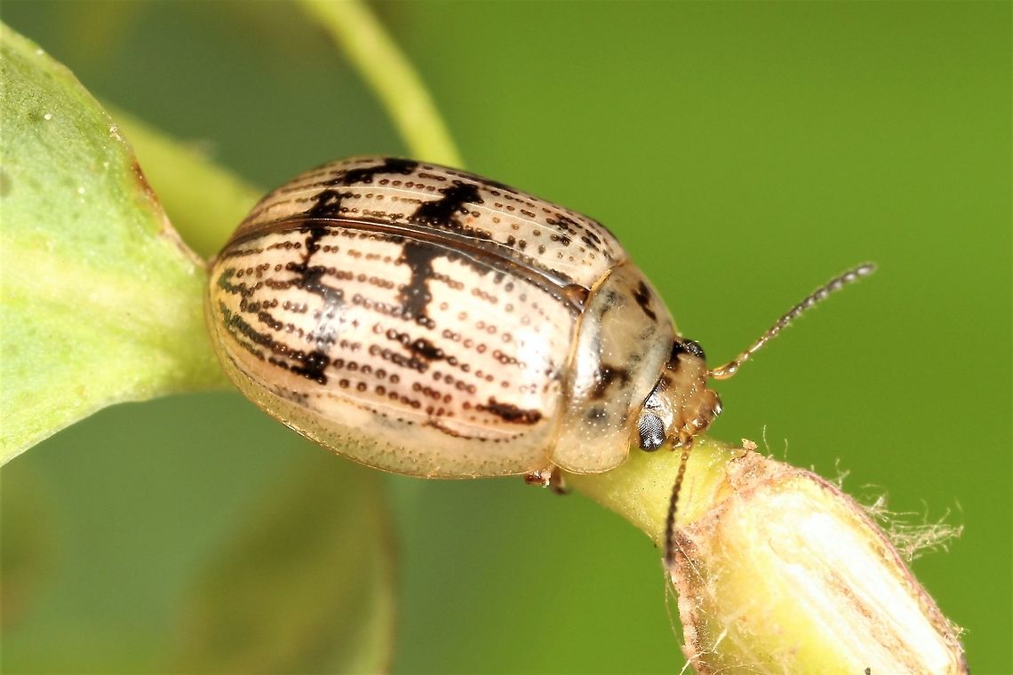 Peltoschema sp. Peltoschema are small leaf beetles that feed on Acacia.  This might be P. filicornis but that is a guess. Australia,Geotagged,Winter,peltoschema