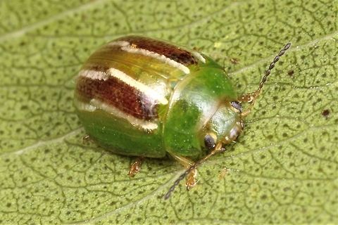 Peltoschema sp. Peltoschema is a genus of leaf beetles that feed on Acacia.   This species is unknown to me but seems to be common.   Australia,Geotagged,Peltoschema,Summer,Winter