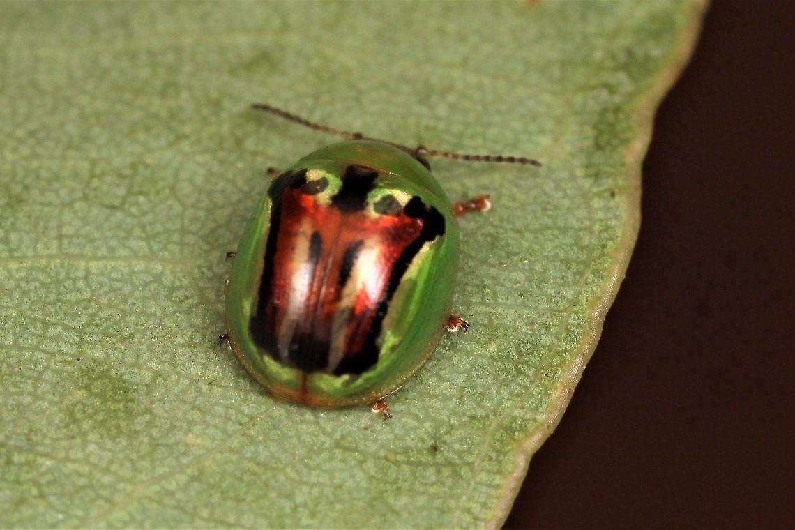Peltoschema sp This species of Peltoschema was found on Eucalyptus and Prickly Moses (Acacia).  The red infusion is usual but possibly teneral.   Its species is unknown to me but seems to be fairly common.   Australia,Geotagged,Peltoschema,Summer,Winter