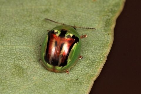 Peltoschema sp This species of Peltoschema was found on Eucalyptus and Prickly Moses (Acacia).  The red infusion is usual but possibly teneral.   Its species is unknown to me but seems to be fairly common.   Australia,Geotagged,Peltoschema,Summer,Winter