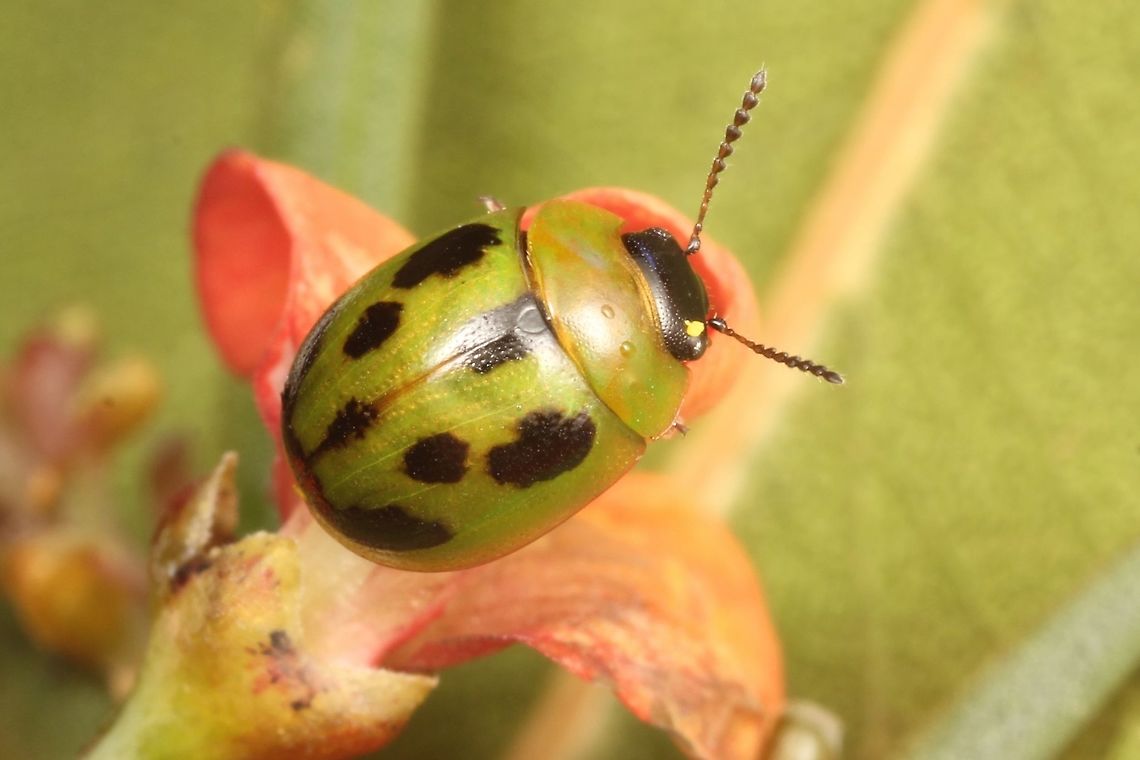 Peltoschema jucunda The id is based on similarity with museum specimens collected from Perth. This member of Peltoschema feeds on native pea species including Daviesia. It is my guess that they are sometimes/usually orange. This is the case for similar species of Peltoschema that are known coccinellidae mimics. A similar species (P. festiva) occurs in Victoria, yet unseen by me and a target for this month. <br />
<figure class="photo"><a href="https://www.jungledragon.com/image/36902/ladybird_mimic_leaf_beetle_peltoschema_oceanica.html" title="Ladybird mimic leaf beetle (Peltoschema oceanica)"><img src="https://s3.amazonaws.com/media.jungledragon.com/images/2532/36902_thumb.jpg?AWSAccessKeyId=05GMT0V3GWVNE7GGM1R2&Expires=1759968010&Signature=hf3oO9lK0mL9iDNFV%2FdhZjByRDo%3D" width="200" height="150" alt="Ladybird mimic leaf beetle (Peltoschema oceanica) What a little sneak. I was sure it was just another ladybird. <br />
Similar colours to many ladybirds. Rows of fine pitting on elytra. <br />
Four even spots across the pronotum. About 6mm long.<br />
On Acacia mearnsii in a local nature reserve. Cardinia.<br />
https://www.flickr.com/photos/80818392@N06/9770110644 Australia,Geotagged,Ladybird mimic leaf beetle,Peltoschema,Peltoschema oceanica,Summer" /></a></figure><br />
Peltoschema oceanica, ladybird mimic, by Mark Ridgway. Australia,Geotagged,Peltoschema,Peltoschema jucunda,Summer,Winter