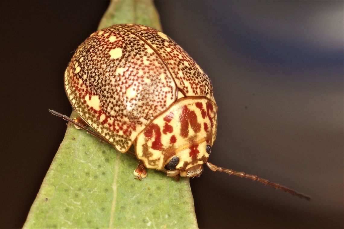 Paropsis geographica This is one of few chrysomelids with nationwide distribution.  The Western ones are all much lighter than the ones on the eastern seaboard.   Australia,Geotagged,Paropsis geographica,Winter,paropsis