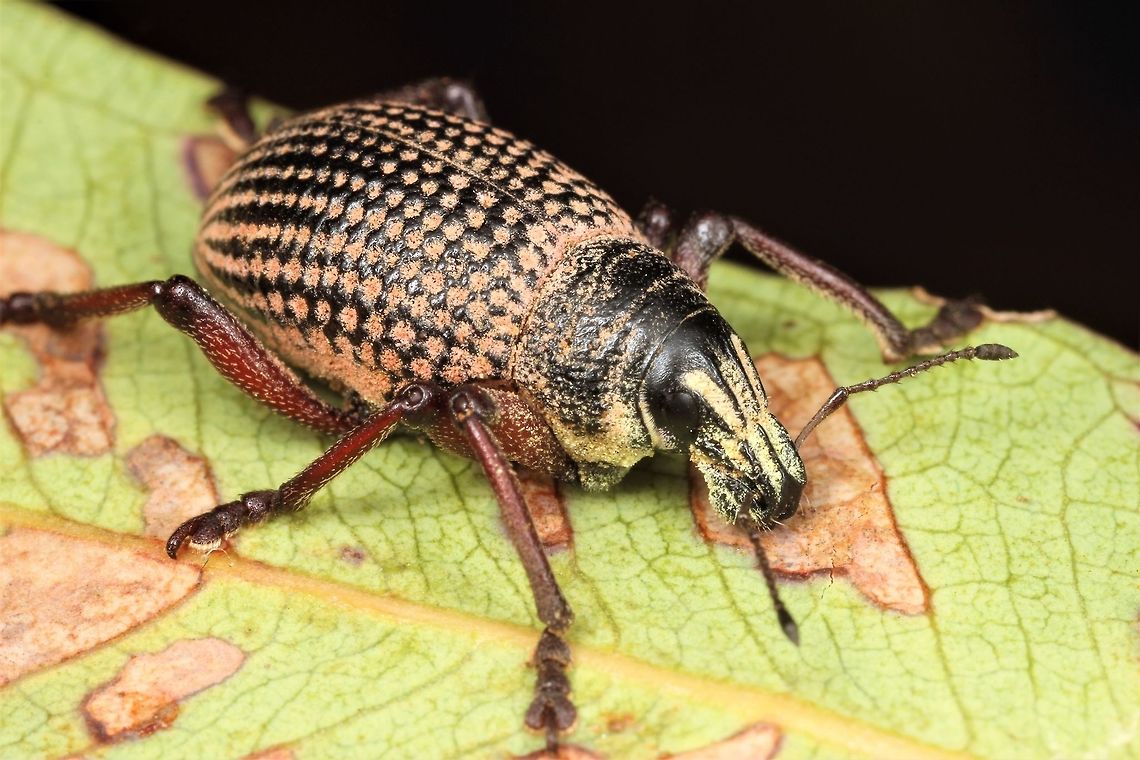 Red Legged Weevil  Australia,Catasarcus impressipennis,Geotagged,Red Legged Weevil,Winter