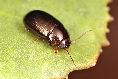 Ethomela sp. On succulent weeds on sand dunes.   Australia,Ethomela,Geotagged,Winter