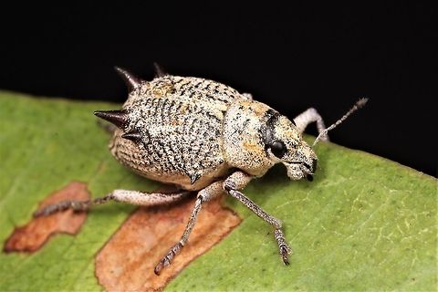 Catasarcus spinipennis weevil  Australia,Catasarcus spinipennis,Geotagged,Snout Beetle,Winter