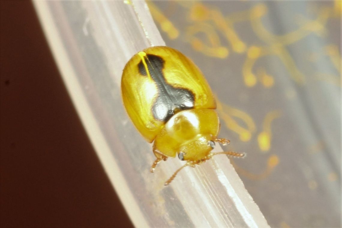 Peltoschema sp I do not know this one.   Australia,Geotagged,Peltoschema,Winter