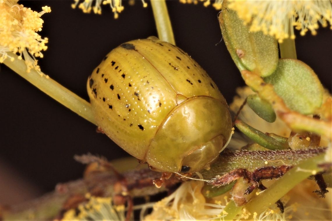 Peltoschema sp A yellow species or larva is probably feeding on flowers.   Australia,Geotagged,Summer,Winter