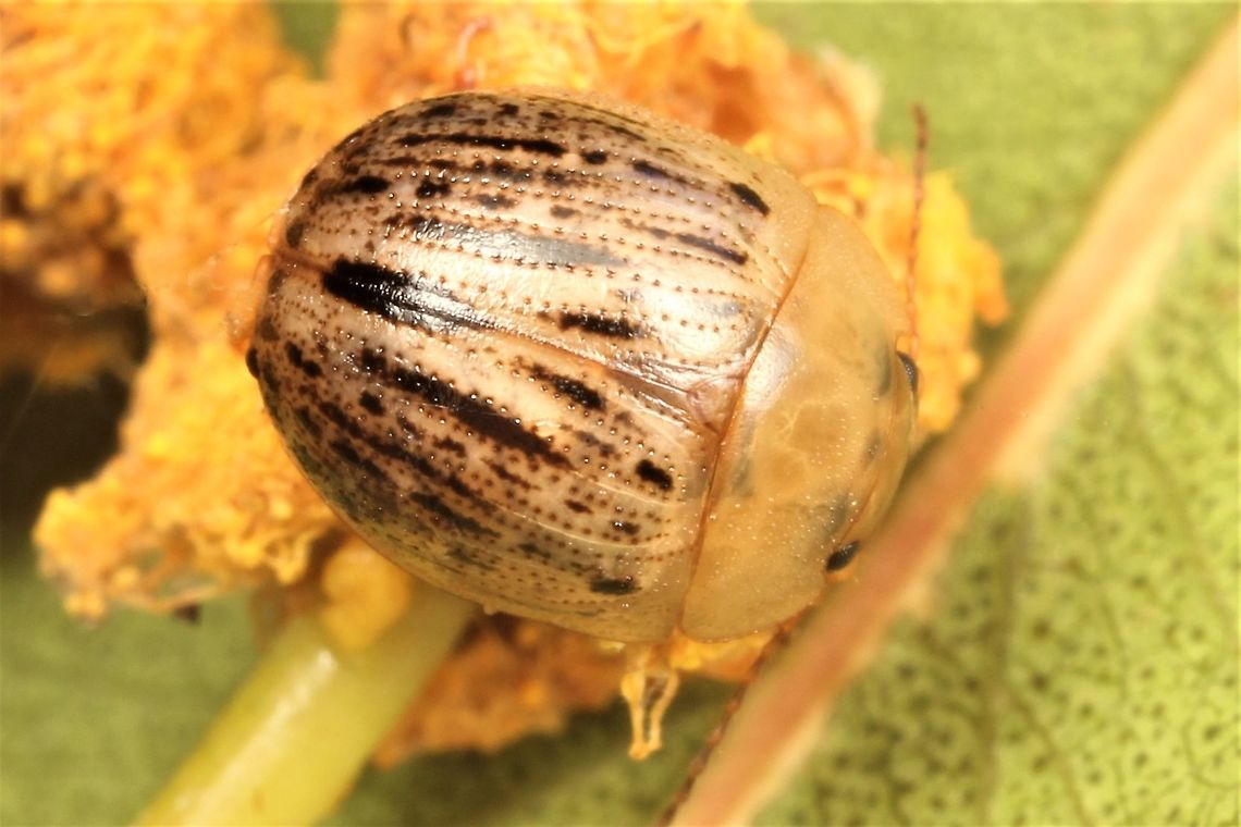 Peltoschema nigroconspersa  Australia,Geotagged,Peltoschema,Peltoschema nigroconspersa,Winter