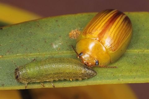 Peltoschema suturalis babysitting These are smaller in WA and the larvae look a little different.  Australia,Chrysomelidae,Coleoptera,Geotagged,Leaf beetle,Peltoschema,Peltoschema suturalis,Winter,larva