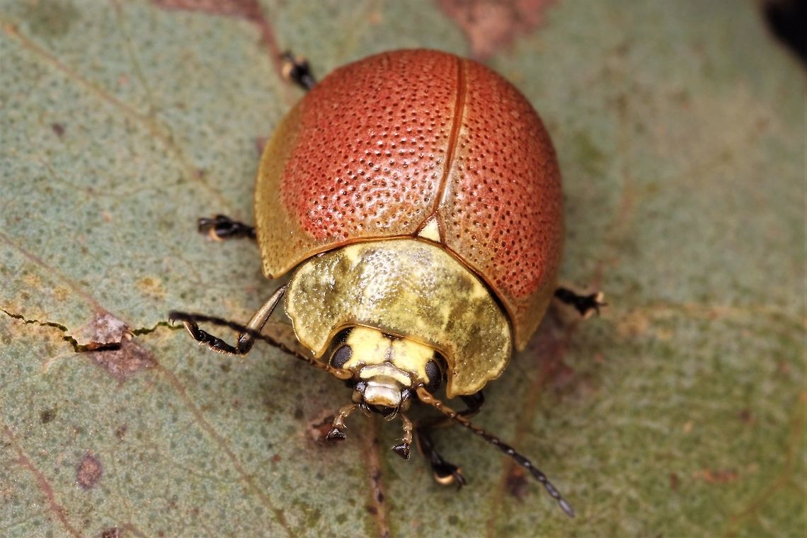 Paropsis porosa A common unremarkable leaf beetle.  This is about the reddest specimen I have seen.   Australia,Geotagged,Paropsis porosa,Spring,paropsis