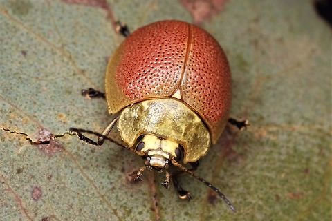 Paropsis porosa A common unremarkable leaf beetle.  This is about the reddest specimen I have seen.   Australia,Geotagged,Paropsis porosa,Spring,paropsis