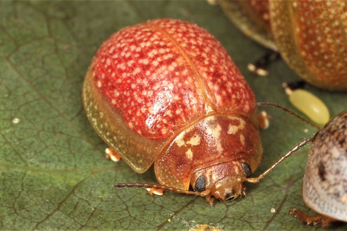 Paropsisterna amoena Allways red.  This species is close to Paropsisterna variicollis although smaller and testaceous. The adeagus is quite distinct and closer to laesa. Common but rarely in high numbers. Endemic to WA. Australia,Geotagged,Paropsisterna amoena,Winter,paropsisterna